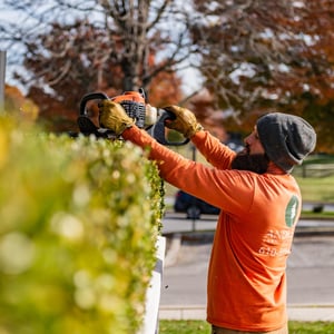 tree and shrub pruning, seasonal clean-up, cutbacks, commercial landscape enhancements